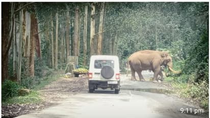 മാട്ടുപ്പെട്ടിയില് വീണ്ടും പടയപ്പ വിളയാട്ടം; നാളികേരം അകത്താക്കി മടങ്ങി