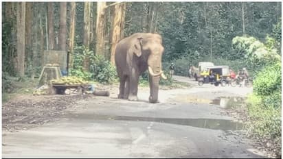 'പടയപ്പ'യ്ക്ക് പ്രായമായി; നിരീക്ഷിക്കാന് വനം വകുപ്പ് തീരുമാനം