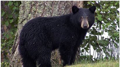 സിക്കിം രാജ്ഭവനില് ഹിമാലയന് കറുത്ത കരടി; ഒടുവില് പിടികൂടിയതിങ്ങനെ