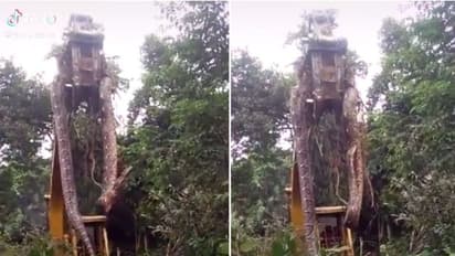 തള്ളും വ്യാജവാര്ത്തയും മുറപോലെ, ആ 'ഡിനോസര്' പാമ്പ് സത്യത്തില് ഏതു നാട്ടുകാരനാണ്?