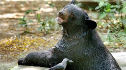 നാട്ടുകാര്‍ക്ക് ശല്യമായതോടെ കരടിയെ സ്ഥലം മാറ്റി വനംവകുപ്പ്, ആറ് മാസത്തിന് ശേഷം തിരികെയെത്തി പെണ്‍ കരടി