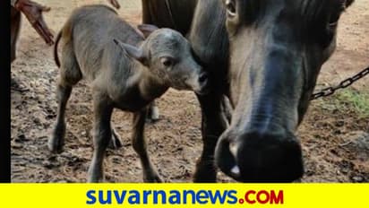 ಪ್ರಖ್ಯಾತ ಬನ್ನಿ ಎಮ್ಮೆ ತಳಿಯ ಮೊದಲ ಪ್ರನಾಳ ಕರು ಜನನ!