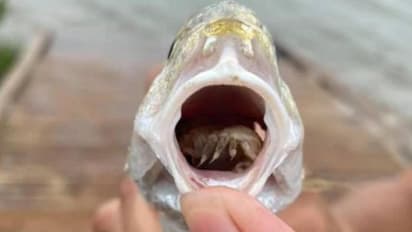 മത്സ്യത്തിന്റെ വായയിൽ കയറി നാവ് തിന്നു, ശേഷം അതിന്റെ നാവായി ജീവിച്ച പരാന്നഭോജി