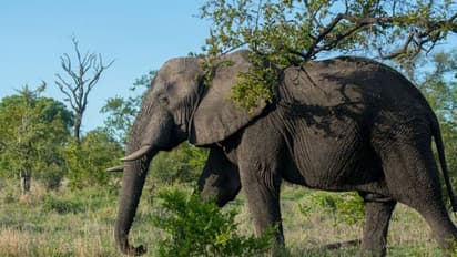 നാഷണൽ പാർക്കിൽ ആനയെ വേട്ടയാടാനെത്തിയതെന്ന് കരുതുന്നയാളെ ആന കൊന്നു