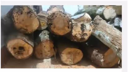 'പുഷ്പ'മാരുടെ വിളയാട്ടം; നെടുങ്കണ്ടത്ത് നിന്ന് കടത്തിയത് ലക്ഷങ്ങൾ വിലമതിക്കുന്ന ചന്ദനമരങ്ങൾ