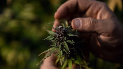 സ്വന്തം ഉപയോഗത്തിന് വീട്ടില് നാല് കഞ്ചാവുചെടികള് വരെ വളര്ത്താം, അനുമതിക്കുള്ള ഒരുക്കത്തില് ലക്സംബര്ഗ്