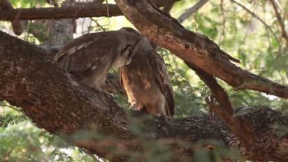 150 വർഷങ്ങൾക്ക് മുമ്പ് കണ്ടെത്തിയ കൂറ്റൻ മൂങ്ങ, വീണ്ടും കാണാനായതിന്റെ ആവേശത്തിൽ ശാസ്ത്രജ്ഞർ
