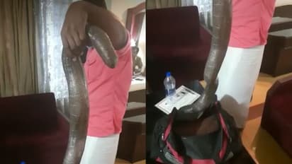 തൃശ്ശൂർ ശക്തൻ നഗറിൽ ഇരുതല മൂരിയുമായി നാലു പേർ പിടിയിൽ