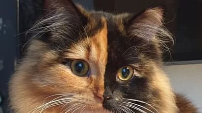 താന്‍ പാതി; പിന്നെ, മറുപാതിയും താന്‍ തന്നെ ! വ്യത്യസ്ത മുഖവുമായൊരു ചിമേര പൂച്ച