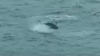 കോടിക്കണക്കിന് രൂപ കിട്ടുന്ന 'ലോകത്തിലെ ഏറ്റവും വിലവേറിയ മത്സ്യം', വീഡിയോ കാണാം