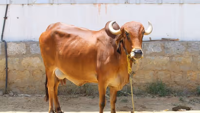 മലപ്പുറത്ത് കറവ പശു പേവിഷബാധിച്ച് ചത്തു; ആശങ്കയോടെ പ്രദേശവാസികള്