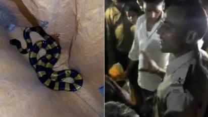 പതുങ്ങിയിരുന്ന ഉഗ്രവിഷമുള്ള പാമ്പിനെ പിടികൂടി വനപാലകന്; വീഡിയോ വൈറല്