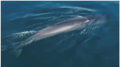 അബുദാബിയില്‍ അപൂര്‍വ്വയിനം തിമിംഗലത്തെ കണ്ടെത്തി