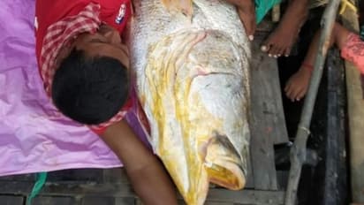 யம்மாடியோவ்… 7 அடி நீளம் ராட்சத மீன்… ரூ.36 லட்சத்துக்கு ஏலம்…