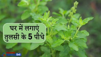 लगातार हो रहा है पैसों का नुकसान तो ध्यान रखें वास्तु की ये 4 टिप्स, बच सकते हैं परेशानियों से