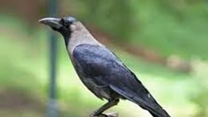 Chitradurga:  ಓಬಳಾಪುರದಲ್ಲಿ ಜನರ ತಲೆ, ಭುಜಕ್ಕೆ ಕುಕ್ಕಿ ಒಂಟಿ ಕಾಗೆ ಕಾಟ: ಹೈರಾಣಾದ ಜನತೆ..!