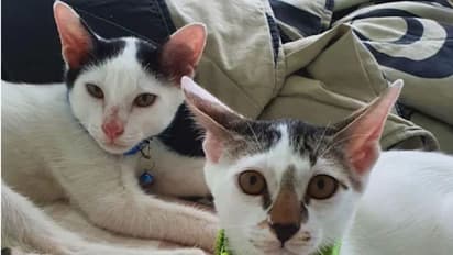 বিড়ালছানা কার, উত্তর খুঁজতে তুলকালাম কান্ড তেলেঙ্গানায়