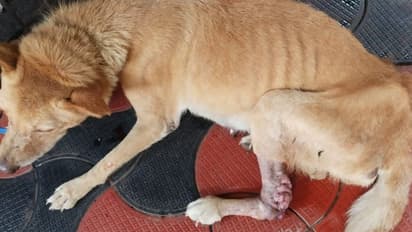 മന്ത്രി ഇടപെട്ടു, കാലിലെ മുഴ നീക്കാൻ തെരുവു നായയ്ക്ക് ശസ്ത്രക്രിയ