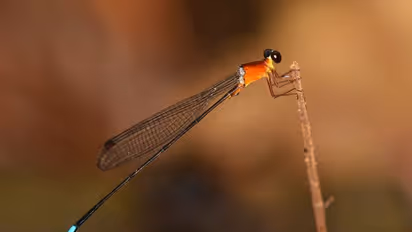 കേരളത്തിലെ കാടുകള്‍ ആരോഗ്യമുള്ളവ; തുമ്പി സര്‍വ്വേയില്‍ കണ്ടെത്തിയത് 72 ഇനം തുമ്പികളെ