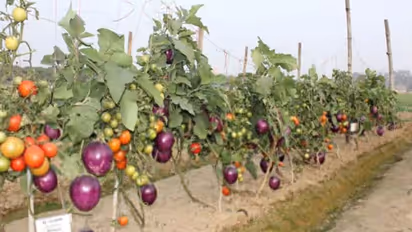 क्या देखा है ऐसा अजूबा: वाराणसी में एक ही पौधे में उग रहे हैं बैंगन और टमाटर- देखें