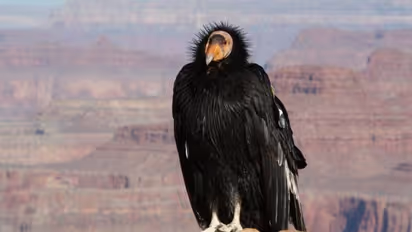 പുരുഷസഹായമില്ലാതെ കുഞ്ഞുങ്ങൾക്ക് ജന്മം നൽകി കാലിഫോർണിയൻ കോണ്ടോറുകൾ, അമ്പരന്ന് ഗവേഷകര്