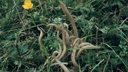 सड़क पर उगे इस पौधे को देखकर डरे लोग, ट्विटर यूजर्स ने कहा- ये तो मरे हुए इंसान की उंगलियां हैं