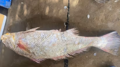 అంతర్వేదిలో రూ. 2.60 లక్షలు పలికిన కచిడి మగ చేప.. ఆ చేపకు అంతా డిమాండ్ ఎందుకంటే..?