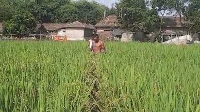 TMC Leader Keeps Promise- ছিল না রাস্তা, আল বেয়েই চলত যাতায়াত, ভোটের প্রচারে দেওয়া কথা রাখলেন তৃণমূল নেতা