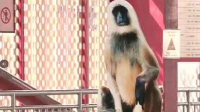 കുരങ്ങുശല്യം സഹിക്ക വയ്യ, ഹനുമാൻ കുരങ്ങിന്റെ കൂറ്റൻരൂപം സ്ഥാപിച്ച് മെട്രോ സ്റ്റേഷനുകൾ