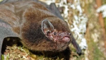 ന്യൂസിലാന്ഡില് 'ഈ വര്ഷത്തെ പക്ഷി'യായി തെരഞ്ഞെടുത്തത് വവ്വാലിനെ, ഇത് അംഗീകരിക്കാനാവില്ലെന്ന് പക്ഷിപ്രേമികള്