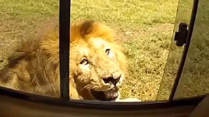 ಕಂಡವ್ರ ಹೆಂಡ್ತಿ ಮೇಲೆ ಕಣ್ಣು ಹಾಕೋದ್ರಲ್ಲಿ ಈ ಸಿಂಹ ಏನು ಕಮ್ಮಿ ಇಲ್ಲ