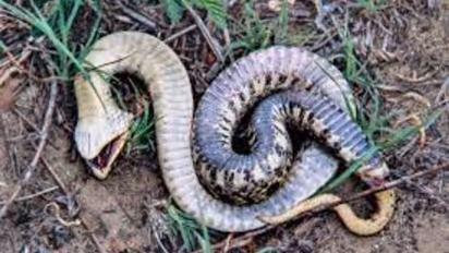 മൃഗങ്ങളിലെ നമ്പർ വൺ ആക്ടർ, ഈ പാമ്പുകളുടെ അഭിനയത്തിൽ ആരും വീഴും