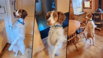 Meet Dexter, three-legged dog walks like human after losing a leg (Watch)