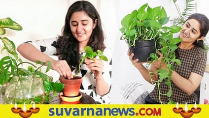 ನೀವು ಮನಿ ಪ್ಲಾಂಟ್ ನೆಡಬೇಕೇ..ಹಾಗಿದ್ದರೆ ಈ ತಪ್ಪು ಮಾಡಬೇಡಿ..!!!