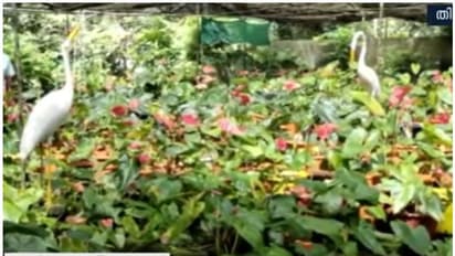 തിരുവനന്തപുരത്ത് സിസിടിവി മറച്ച് വിലകൂടിയ ചെടികള് മോഷ്ടിച്ചു; രാഷ്ട്രപതിയുടെ അവാര്ഡ് കിട്ടിയ ചെടിയും പോയി