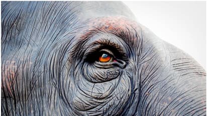 കടുത്ത ആന പ്രേമം, ആനയെ കാണാനും ഒത്താൽ വാങ്ങാനുമായി നാടുവിട്ട് വിദ്യാർത്ഥികൾ; ഒടുവിൽ സംഭവിച്ചത്..!