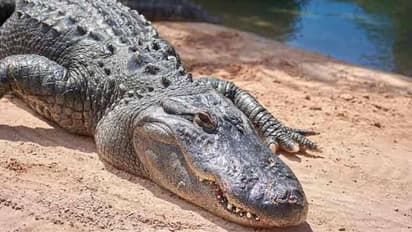 രണ്ട് മനുഷ്യരെ തിന്ന ഭീമൻ മുതലയുടെ മരണം മാനസ്സിക സമ്മർദ്ദം കാരണമെന്ന് വിദഗ്ധർ