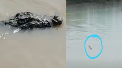 Murshidabad Crocodile- ছট পুজোয় নদীতে আতঙ্ক, ঘুরে বেড়াচ্ছে বিশাল কুমীর