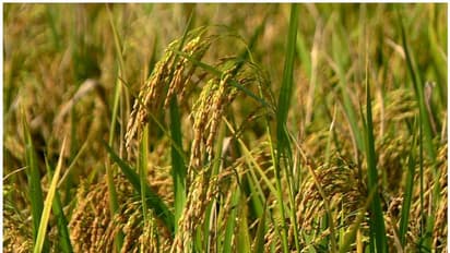 Support Price For Paddy : ರೈತರಿಗೆಗುಡ್ ನ್ಯೂಸ್ : ಬೆಂಬಲ ಬೆಲೆಯಲ್ಲಿ ಭತ್ತ ಖರೀದಿ