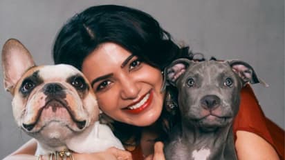 Here's why we LOVE Samantha Ruth Prabhu; actress knows how to shuts troll