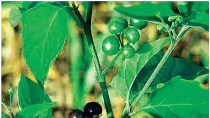 മണത്തക്കാളി ഇനി വെറും ചെടിയല്ല; കരള് അര്ബുദത്തിന് മരുന്നാകും