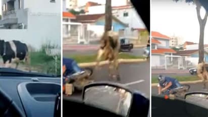 ബൈക്ക് യാത്രികനെ ഇടിച്ചിട്ട് 'രോഷാകുലയായ' പശു, അമ്പരപ്പിക്കും ദൃശ്യങ്ങള്!