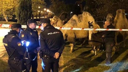 സർക്കസിൽ നിന്നും ഒളിച്ചോടി, തെരുവിൽ അലഞ്ഞുതിരിഞ്ഞ് നടന്ന് ഒട്ടകങ്ങളും ല്ലാമകളും