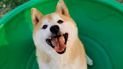 ഏഴ് വർഷം മുമ്പ് ഉടമ ഉപേക്ഷിച്ച നായയെ ലേലത്തിൽ വിറ്റു, കിട്ടിയത് 18 ലക്ഷം രൂപ!