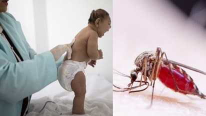 സിക വൈറസ് കേസുകളില്‍ വര്‍ധന; എങ്ങനെയാണ് ഇവ അപകടകാരികളാകുന്നത്?