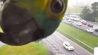 ശ്ശെടാ എന്തോന്നിത്, ക്യാമറക്കാഴ്ചയില് അന്തംവിട്ട് തത്ത, വൈറലായി വീഡിയോ