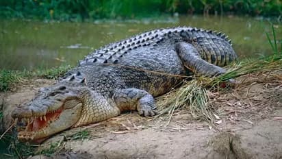 मगरमच्छ के जबड़े से बचाई बड़े भाई की जान, छोटे भाई की बहादुरी देख हर कोई हैरान, जानें क्या है पूरा मामला