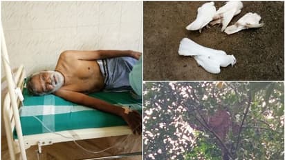 തൃശൂരിൽ കടന്നൽകൂട്ടം ഇളകി, നിരവധി പേർക്ക് കുത്തേറ്റു, പ്രാവുകൾ ചത്തു