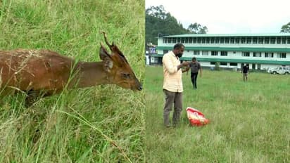നായ്ക്കളുടെ ആക്രമണത്തില്‍ കേഴയാടിന് പരിക്കേറ്റു; വനപാലകര്‍ എത്താൻ വൈകി, പ്രതിഷേധം