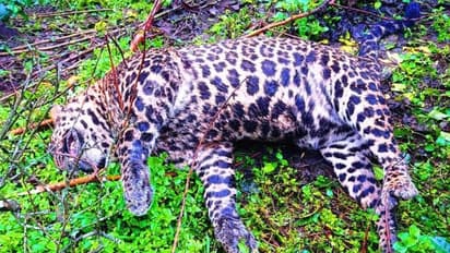 മറയൂർ തോട്ടം മേഖലയിൽ പുലിയെ ചത്തനിലയില് കണ്ടെത്തി